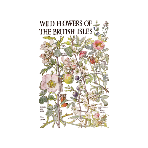 Texas In-Laws IOD Primrose Isle Decor Transfer (pad of 8 8"x12" sheets) by Iron Orchid Designs