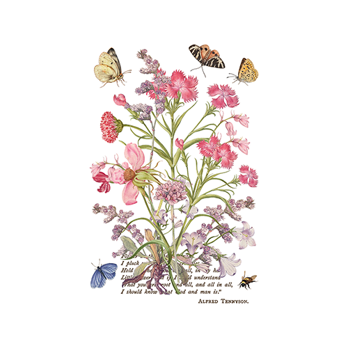 Texas In-Laws IOD Primrose Isle Decor Transfer (pad of 8 8"x12" sheets) by Iron Orchid Designs