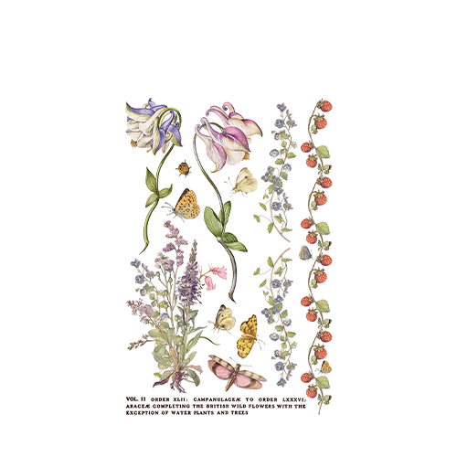 Texas In-Laws IOD Primrose Isle Decor Transfer (pad of 8 8"x12" sheets) by Iron Orchid Designs