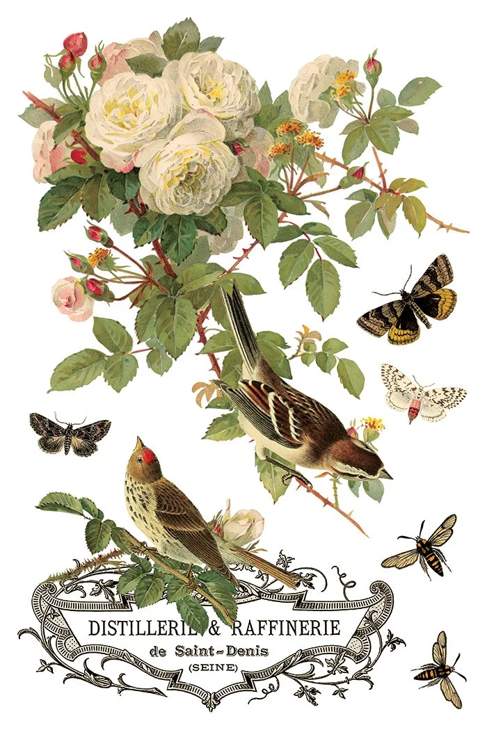 Texas In-Laws IOD By Any Other Name Decor Transfer (pad of 8 8"x12" sheets) by Iron Orchid Designs