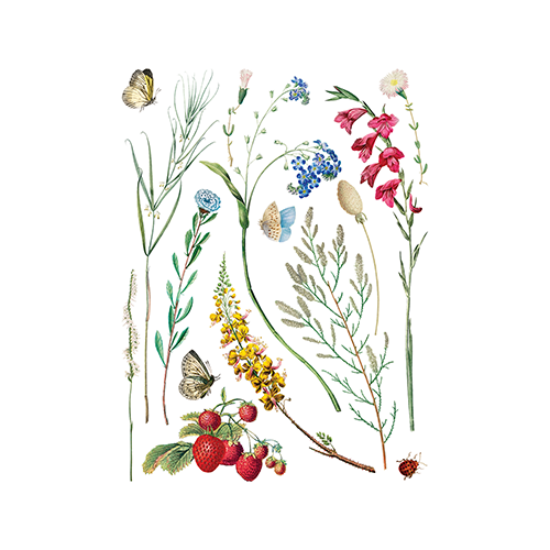 Texas In-Laws IOD Marché des Fleurs Decor Transfer (Pad of 8 12"x16" sheets) by Iron Orchid Designs