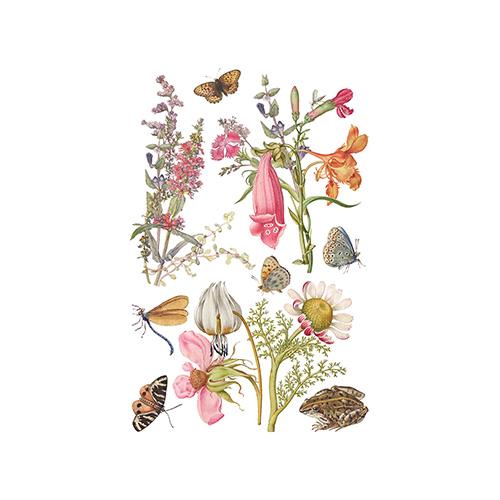 Texas In-Laws IOD Primrose Isle Decor Transfer (pad of 8 8"x12" sheets) by Iron Orchid Designs