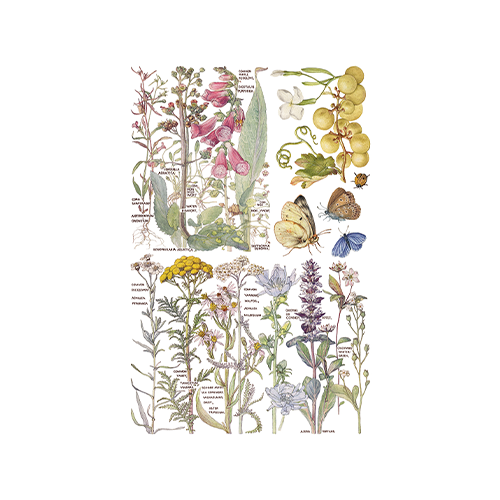 Texas In-Laws IOD Primrose Isle Decor Transfer (pad of 8 8"x12" sheets) by Iron Orchid Designs
