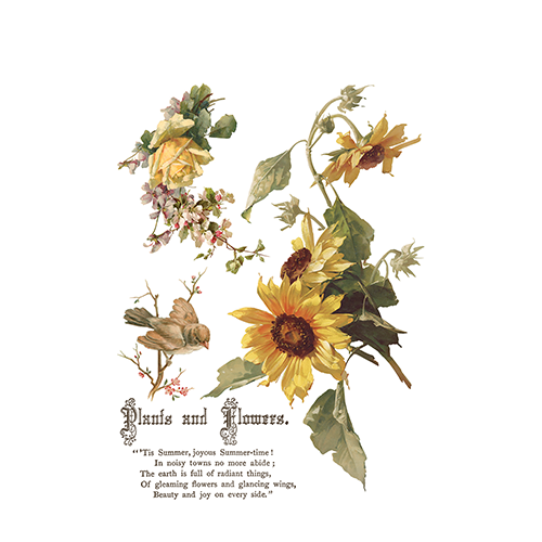 Texas In-Laws IOD Flowers by the Poets Decor Transfer (pad of 8 12"x16" sheets) by Iron Orchid Designs
