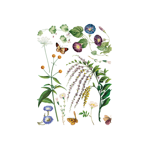 Texas In-Laws IOD Marché des Fleurs Decor Transfer (Pad of 8 12"x16" sheets) by Iron Orchid Designs