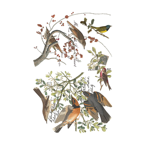 Texas In-Laws IOD Winter's Calling Decor Transfer 8 Pages (8X12 Pad) By Iron Orchid Designs