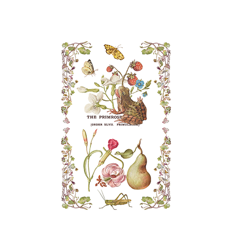 Texas In-Laws IOD Primrose Isle Decor Transfer (pad of 8 8"x12" sheets) by Iron Orchid Designs