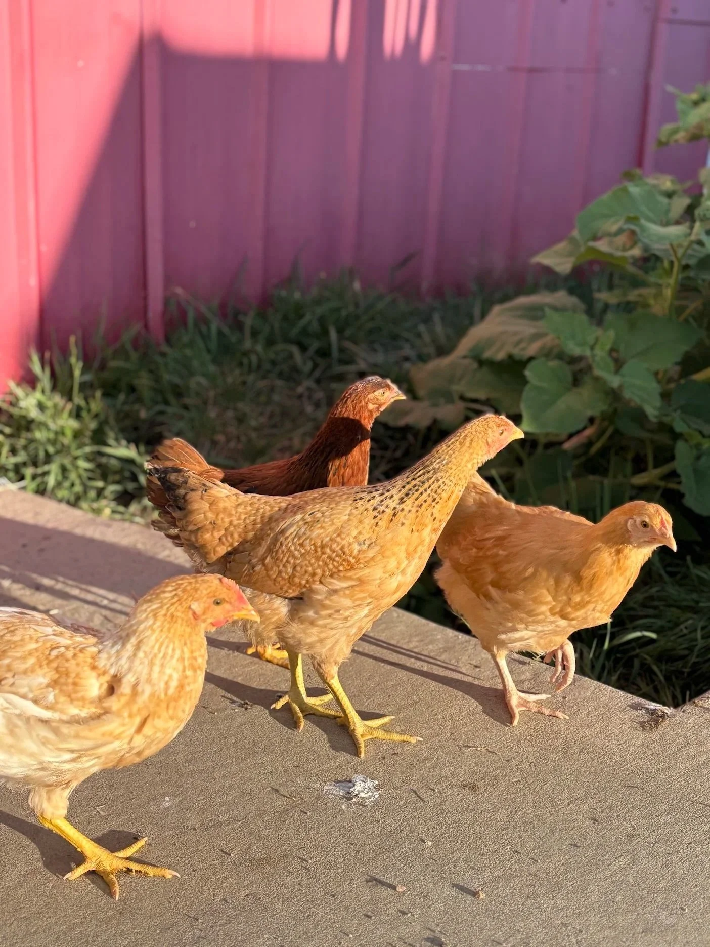 baby chickens near barn