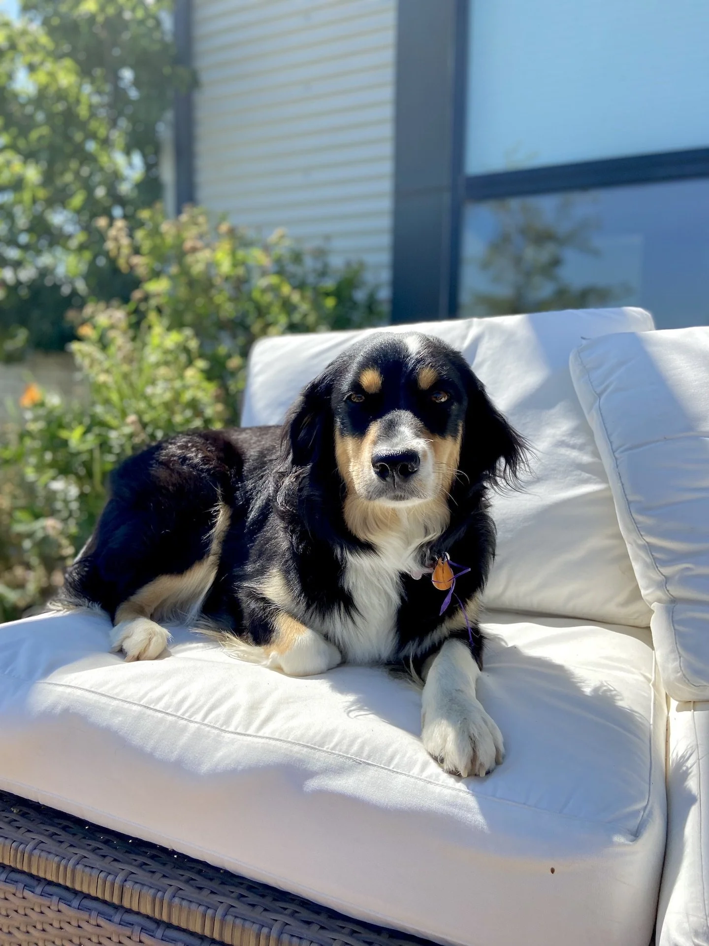 MiniAussies for Sale in Colorado — Juniper Hill Ranch