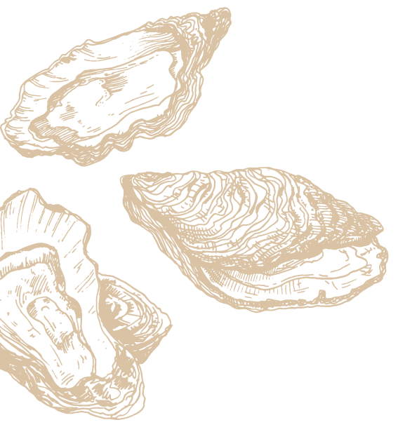 Illustration of three oyster shells on a black background.