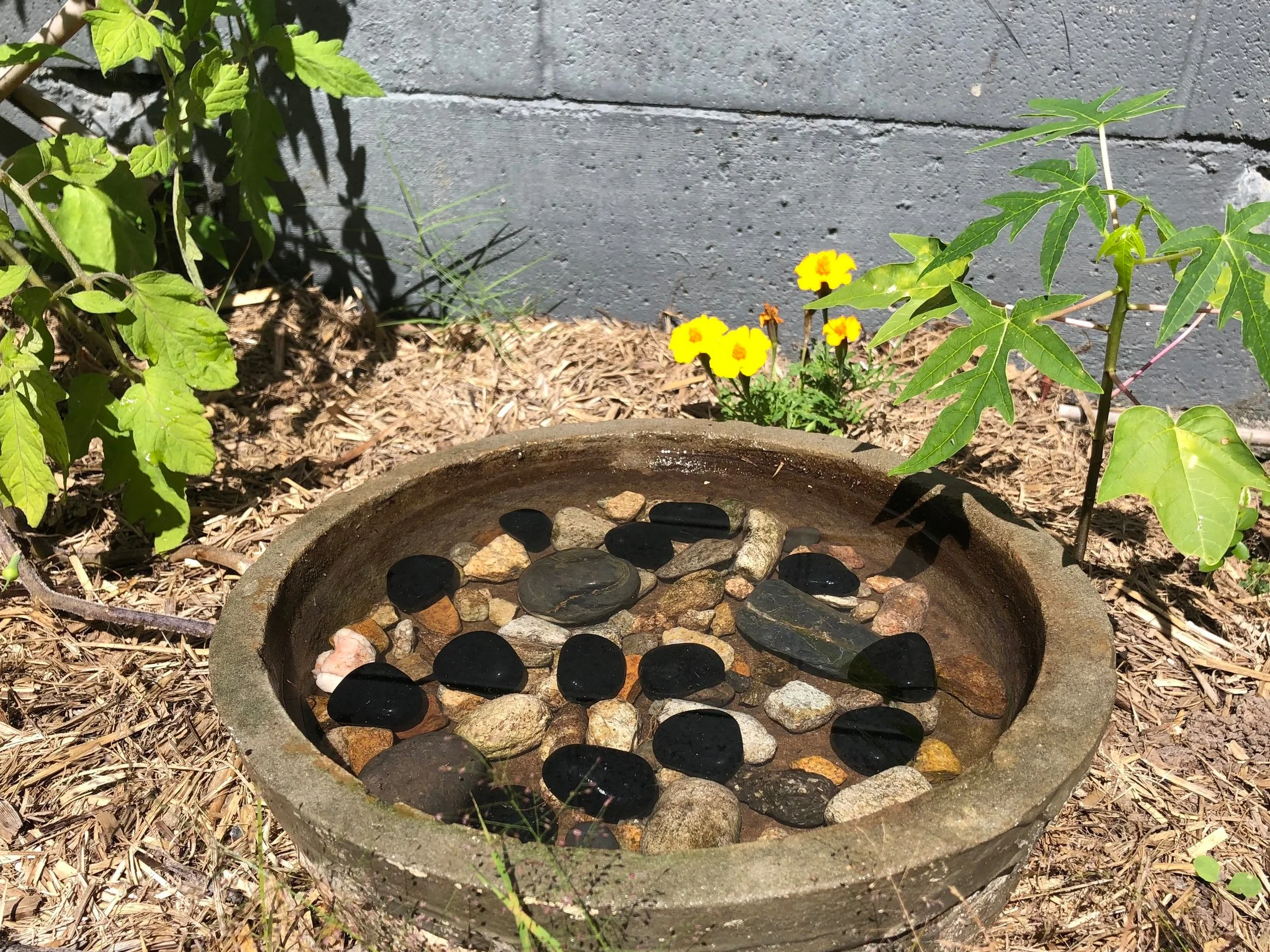 Make a shallow pool for bees in your garden.