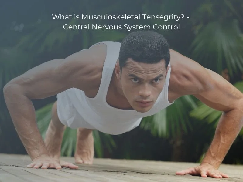 Musculoskeletal Tensegrity and Control via the Central Nervous System