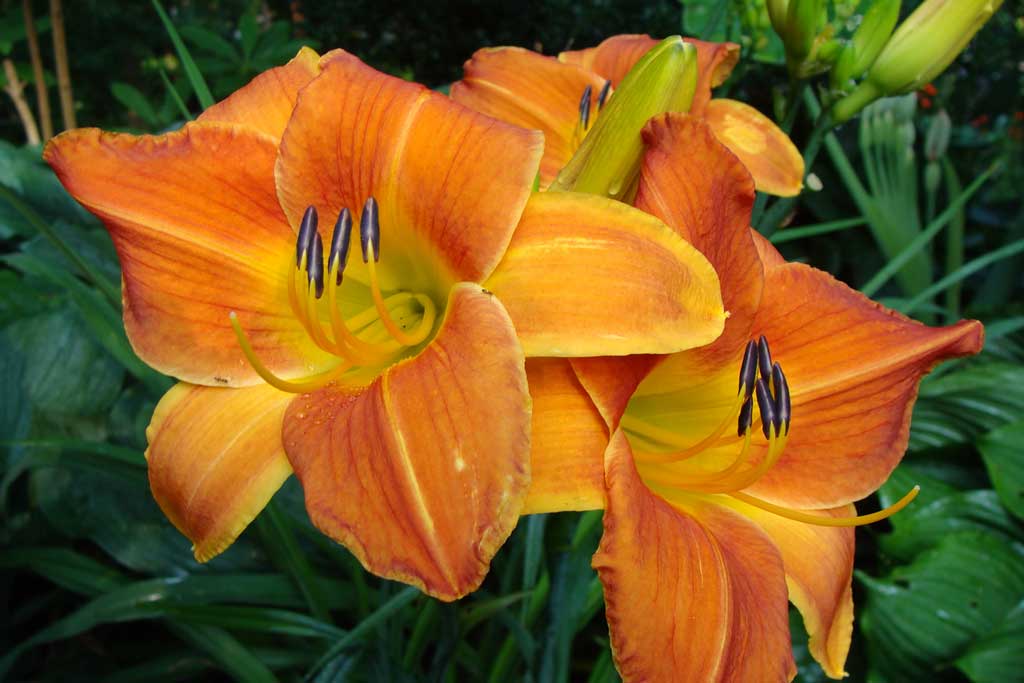 orange-daylily_web.jpg