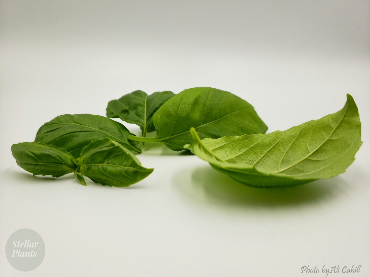 Non-GMO, pesticide-free basil