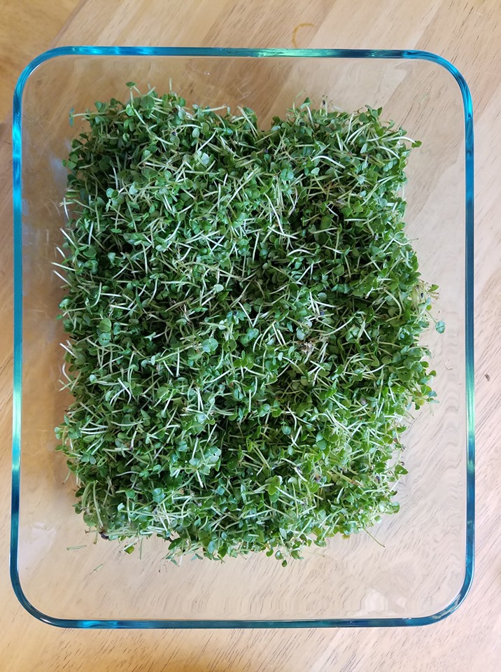 Pesticide-Free, non-GMO  Microgreens