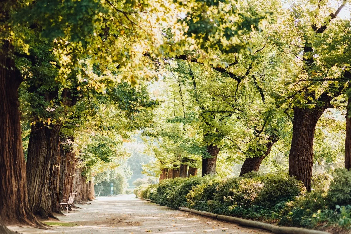 Botanical Gardens.jpeg