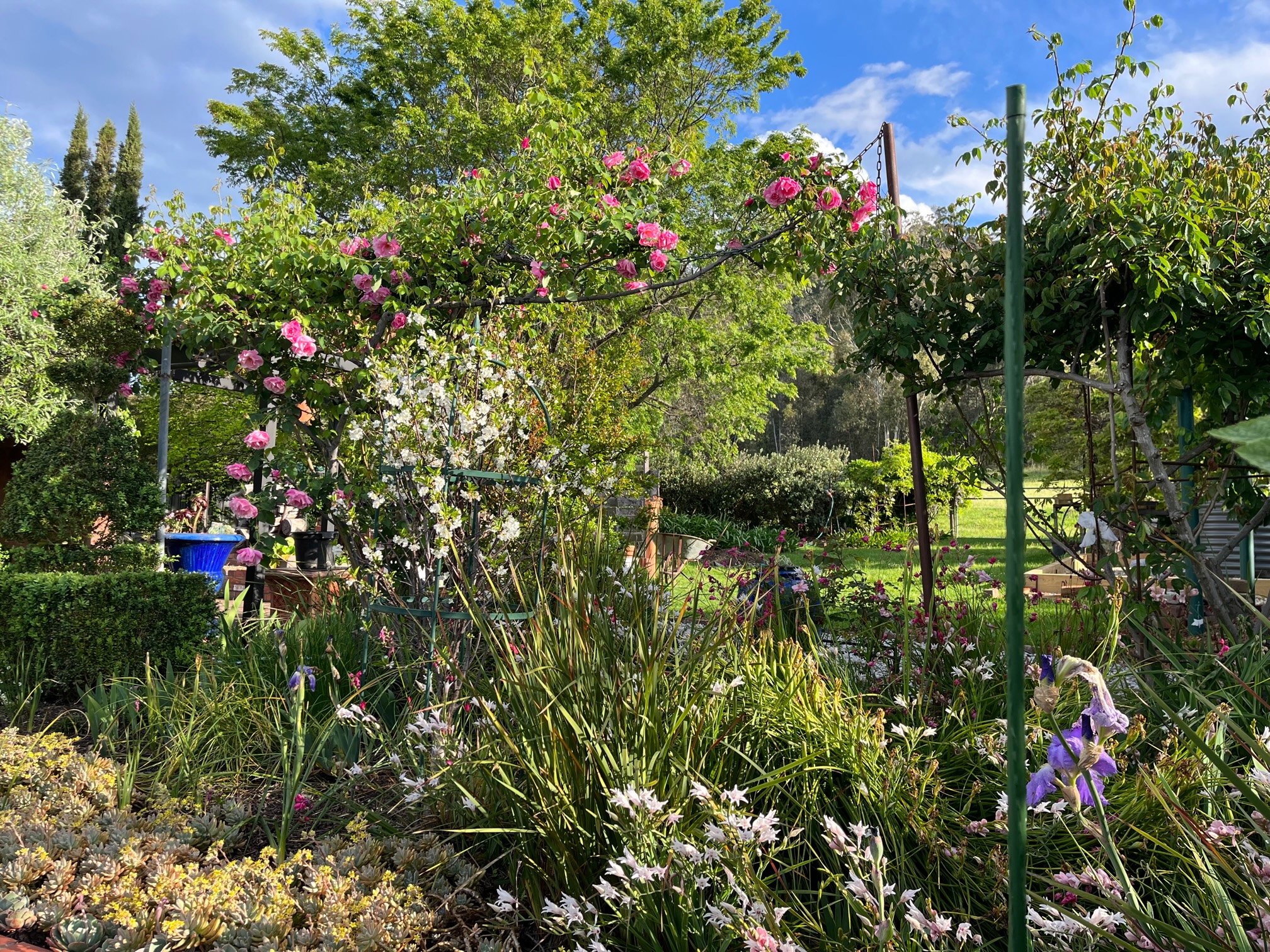 back garden.jpg