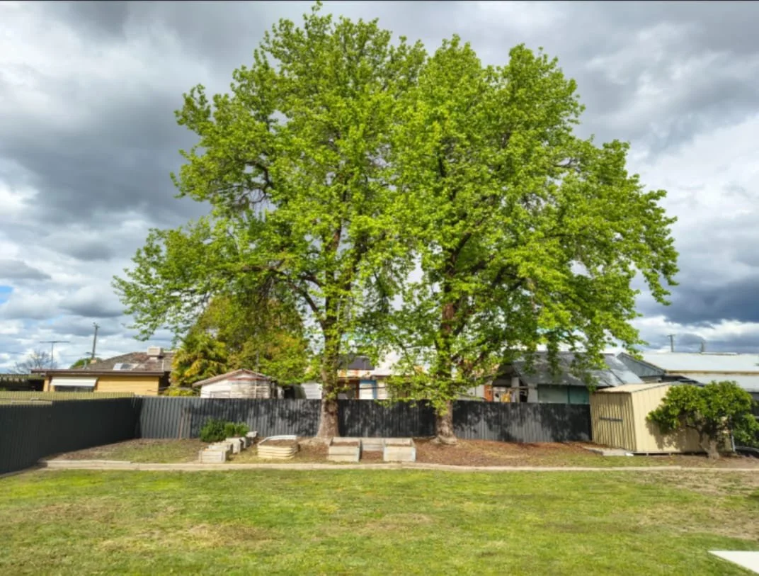 Backyard 1.jpg