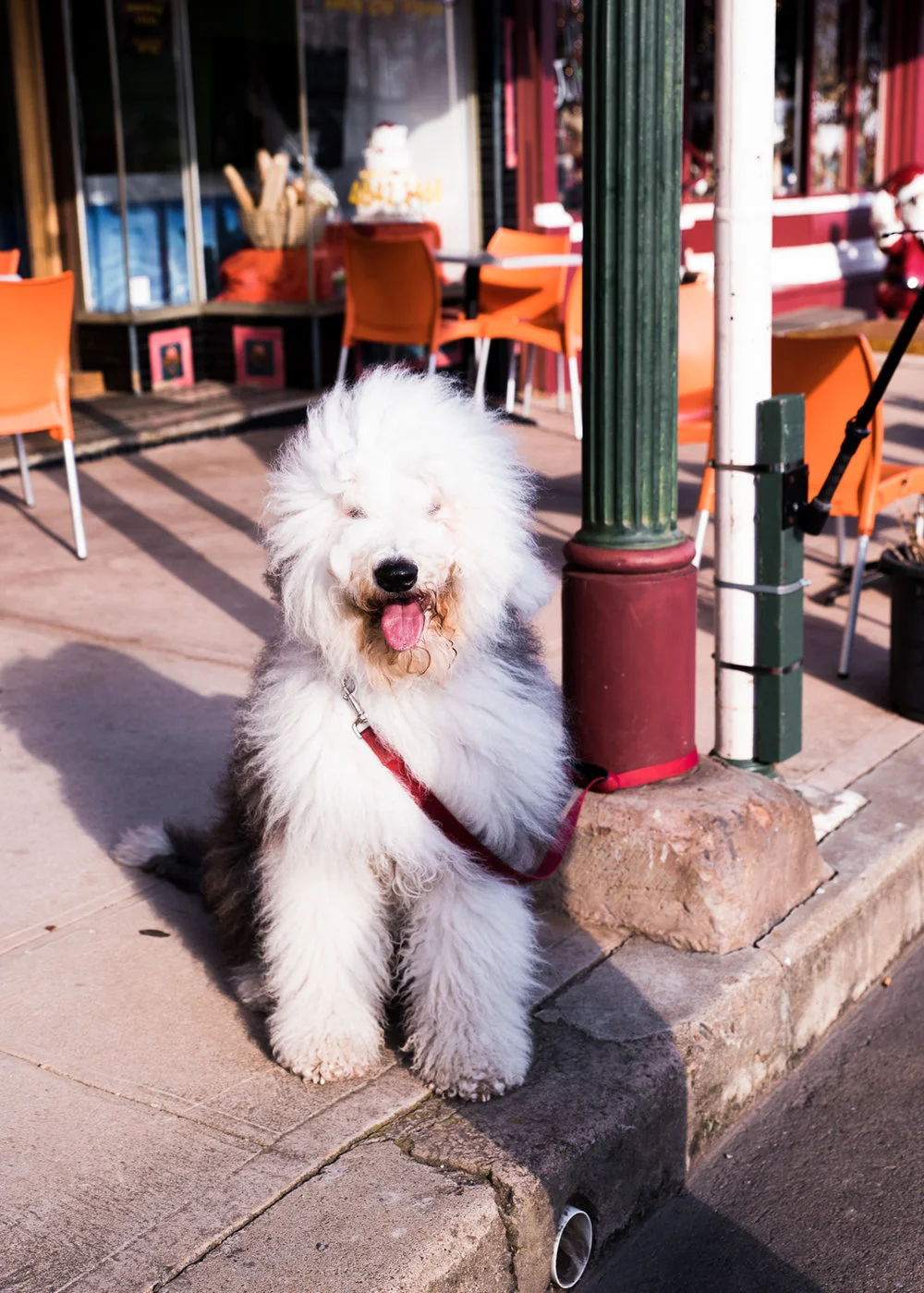 Mona Farm Braidwood Town Local Dog Regional NSW