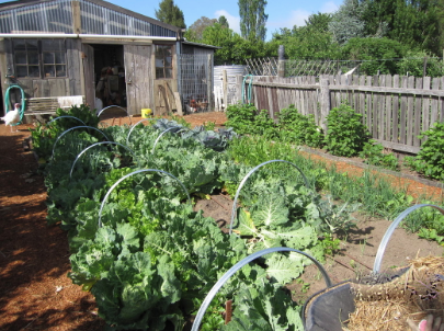 Braidwood Town Wynlen House Garden