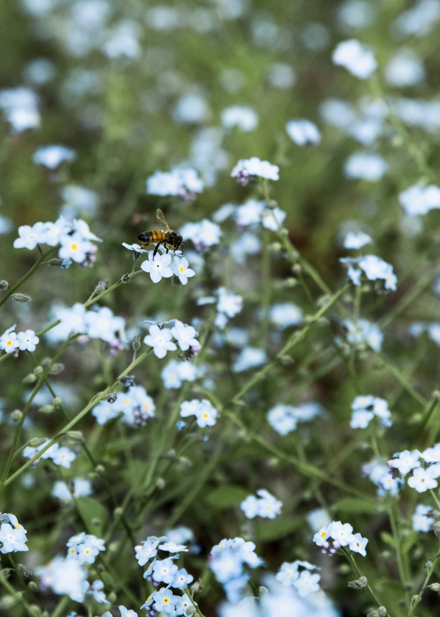 Mona Farm Braidwood Bee Flower Details