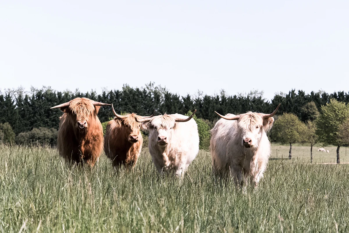 Mona Farm Animals Scottish Highland Bulls