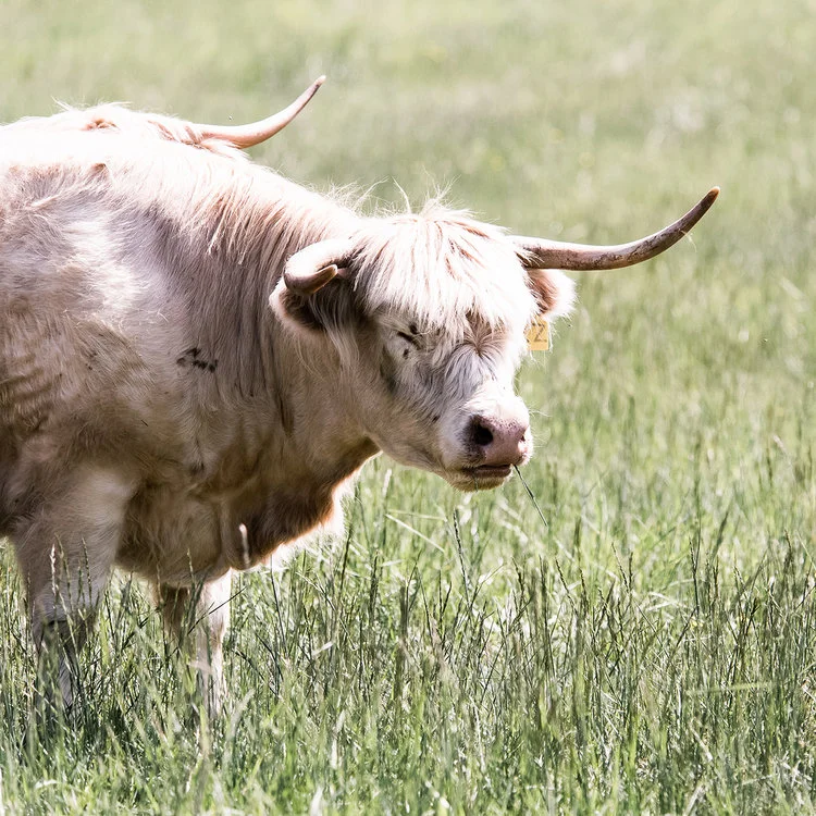 Mona Farm Animals Scottish Highland Cattle