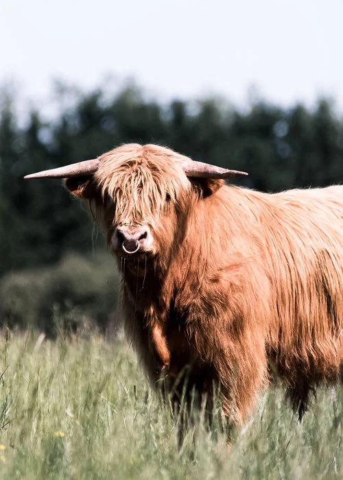 Mona Farm Animals Scottish Highland Bull