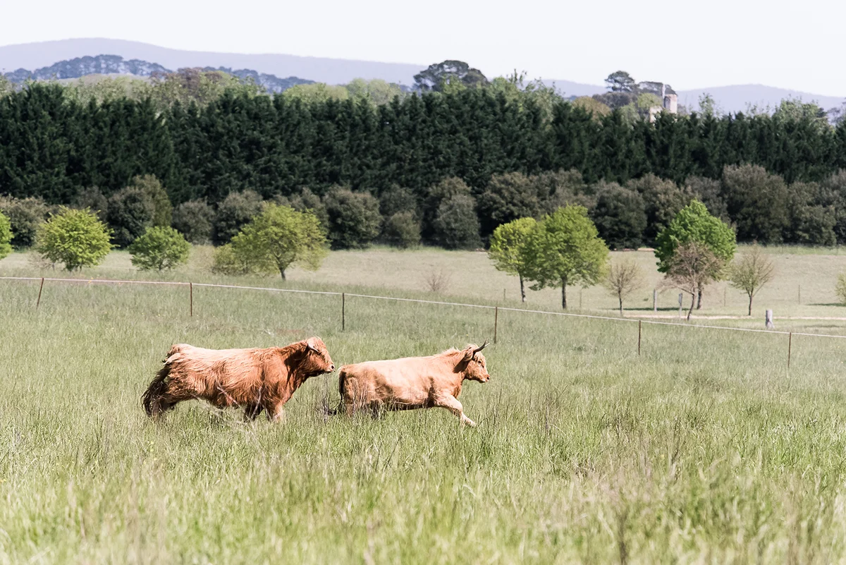 Mona Farm Animals Scottish Highland Bull Cattle