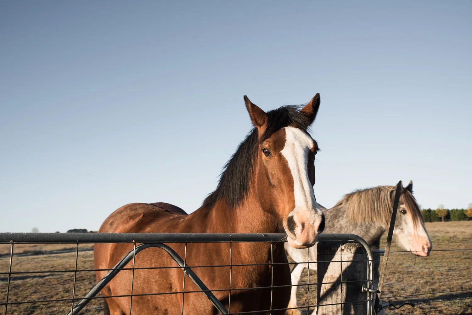 Mona Farm Braidwood Horses
