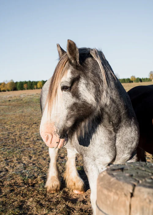 Mona Farm Braidwood Clysdale Horse