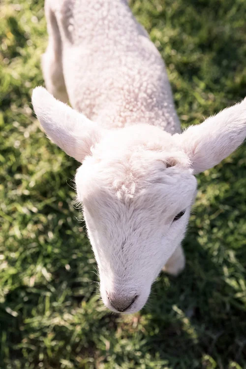 Mona Farm Wiltshire Ewe lambs