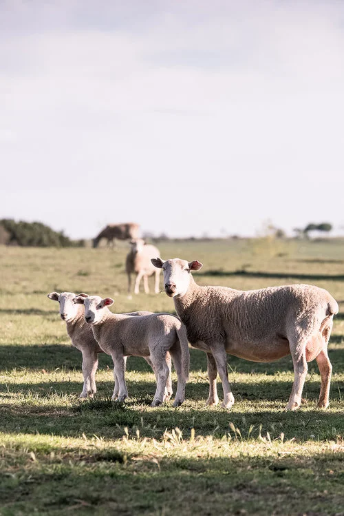Mona Farm Wiltshire Ewe lambs