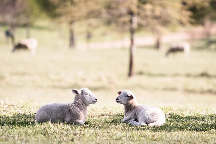 Mona Farm Wiltshire Ewe lambs