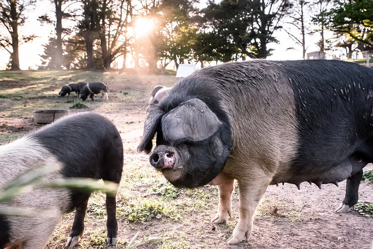 Mona Farm Wessex Saddleback Pigs Sow
