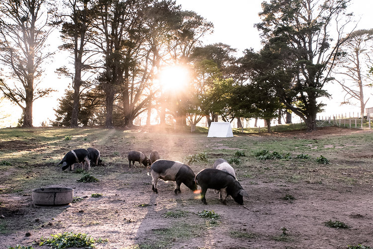 Mona Farm Wessex Saddleback Pigs Sow