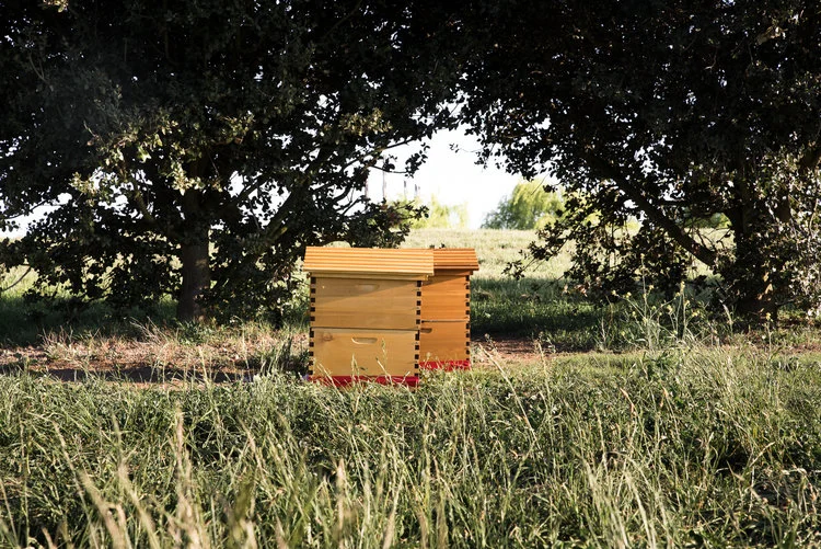 Honey Bees at Mona Farm