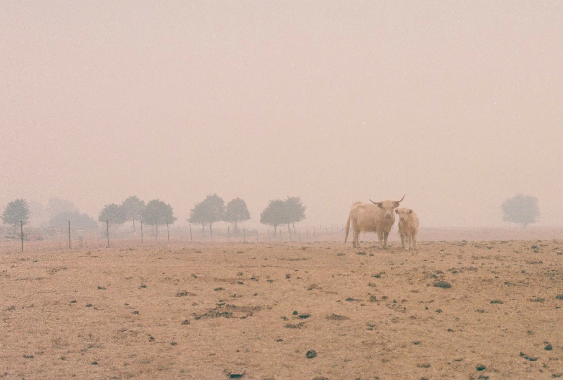 monafarm_cows_alicemcconnell_1.jpg