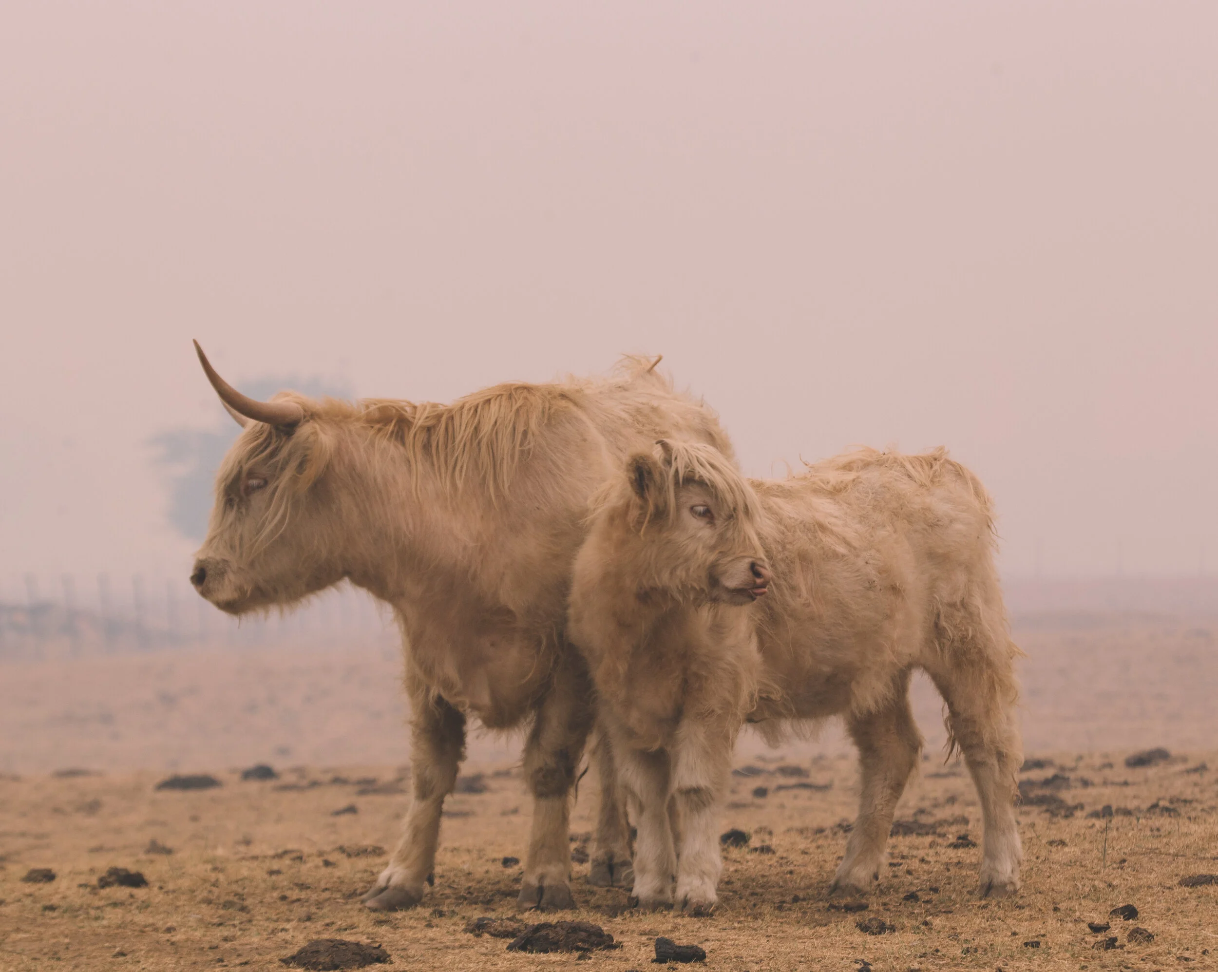 Hairycows-smokey-1069.jpg