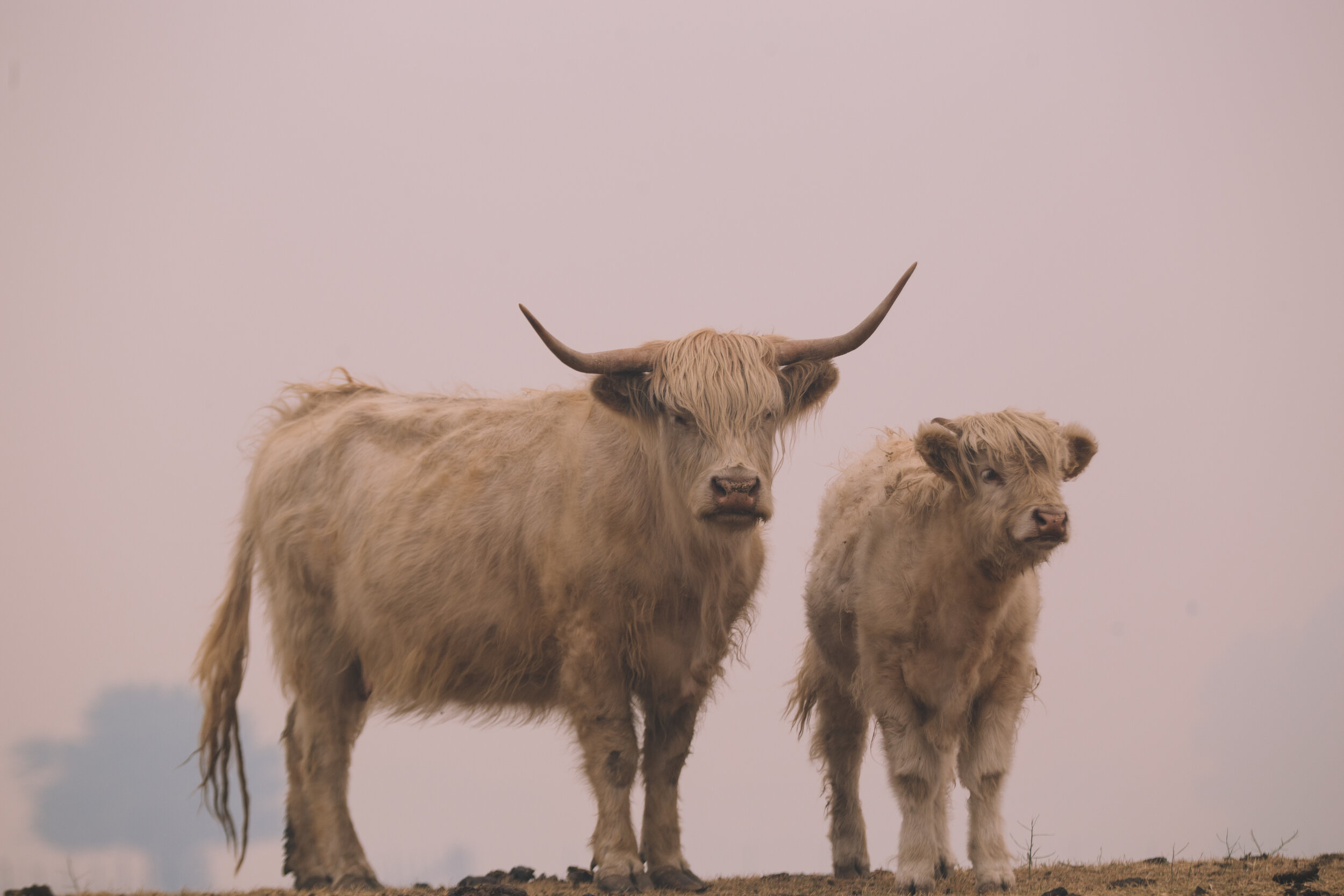 Hairycows-smokey-1058.jpg