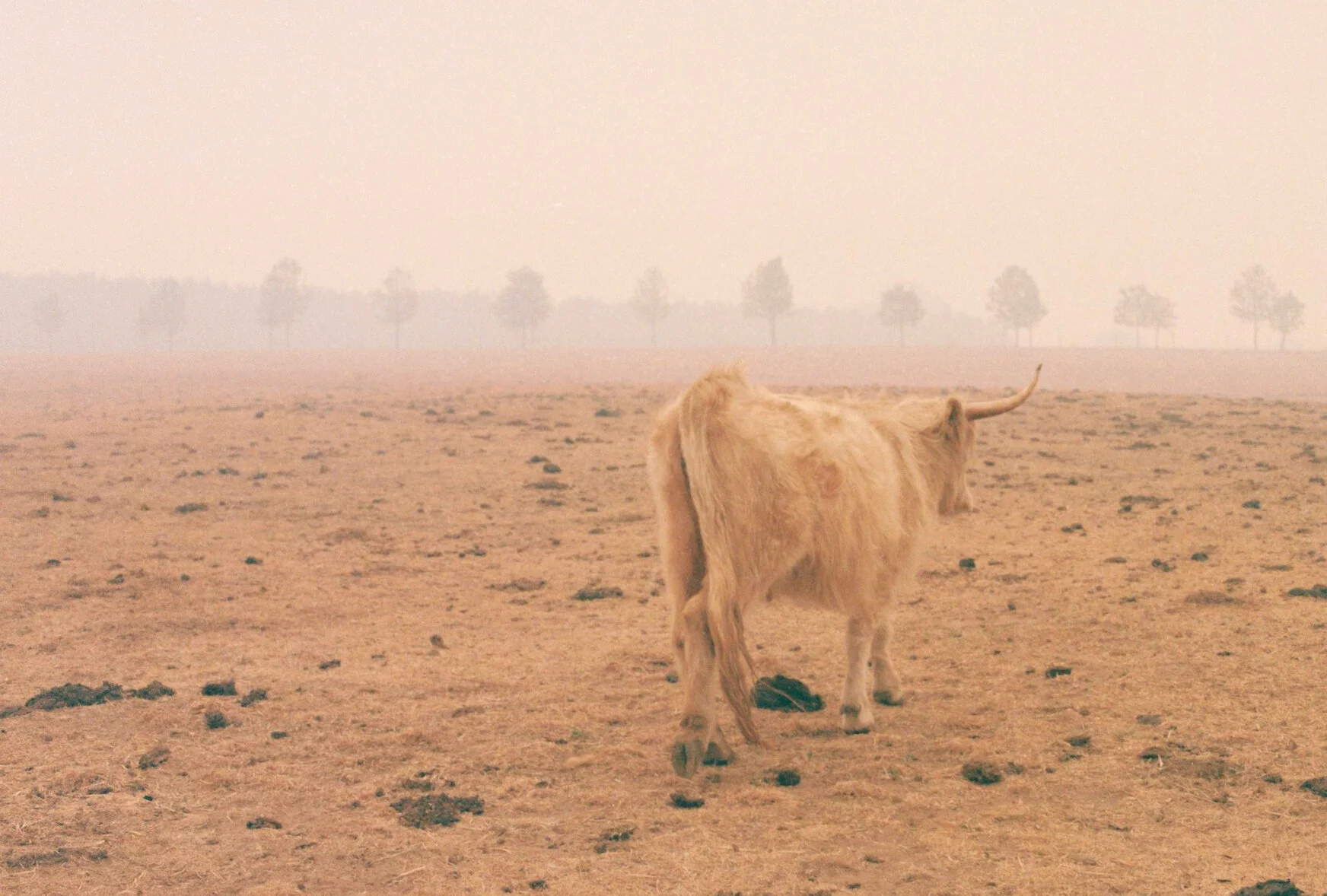 monafarm_cows_alicemcconnell_3.jpg