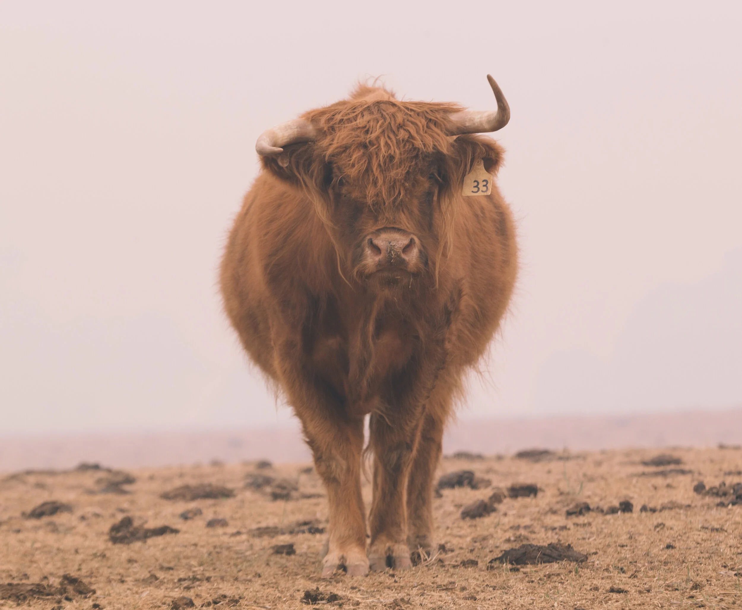Hairycows-smokey-1073 (1).jpg