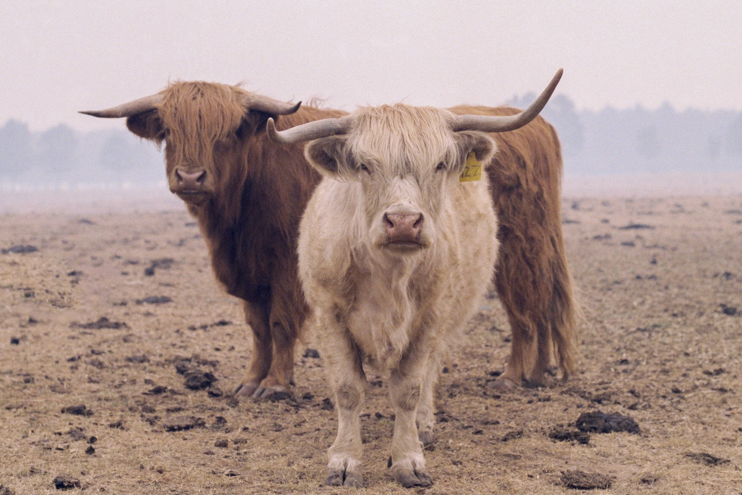 Hairycowsfilm-000007 .jpg