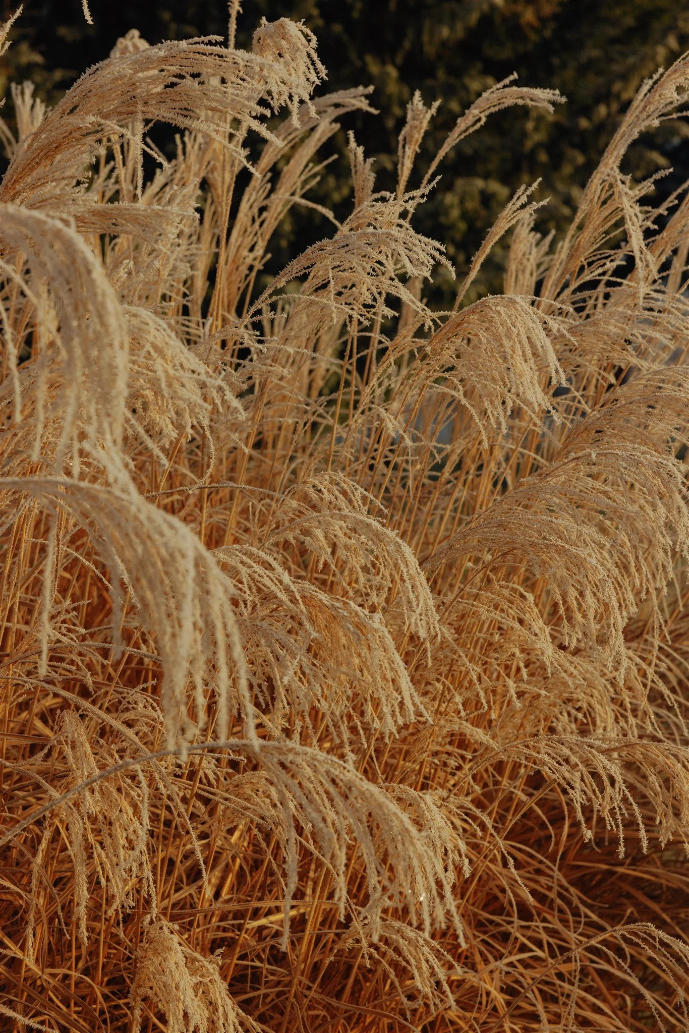 Mona-Farm-Winter-by-Corinna-&-Dylan_067(1841).jpg