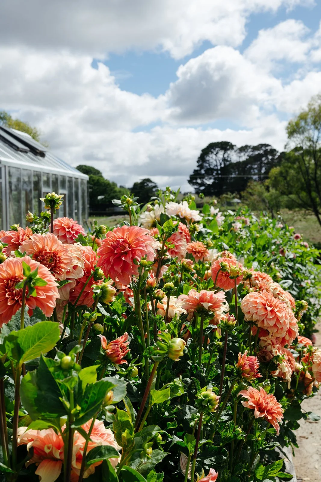 KLD Photography - Mona Farm21.jpg