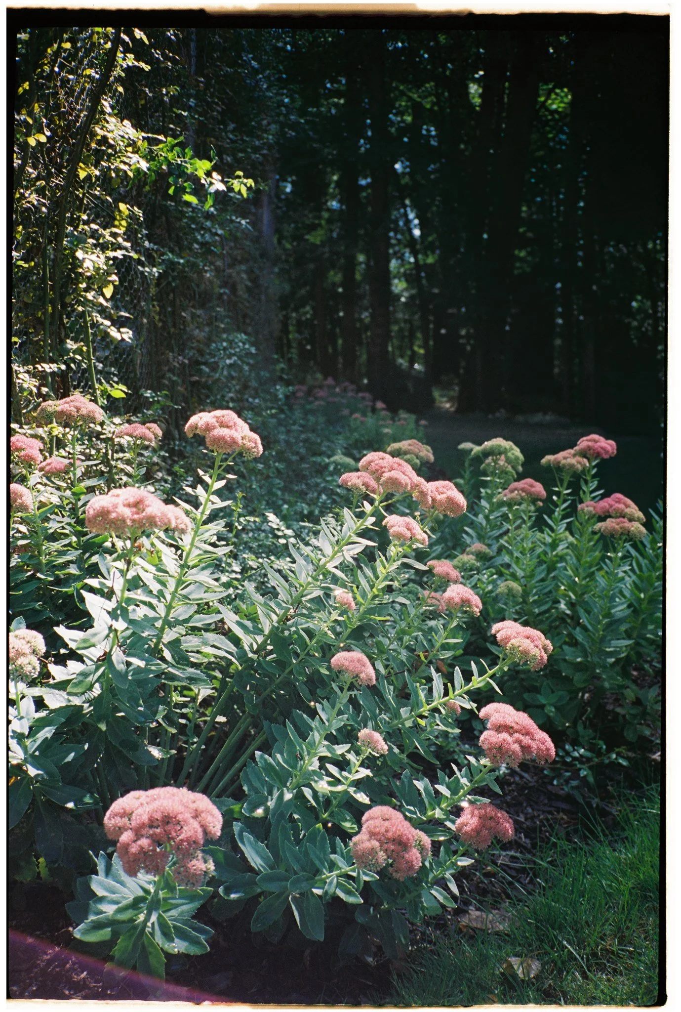 Film-43.jpg
