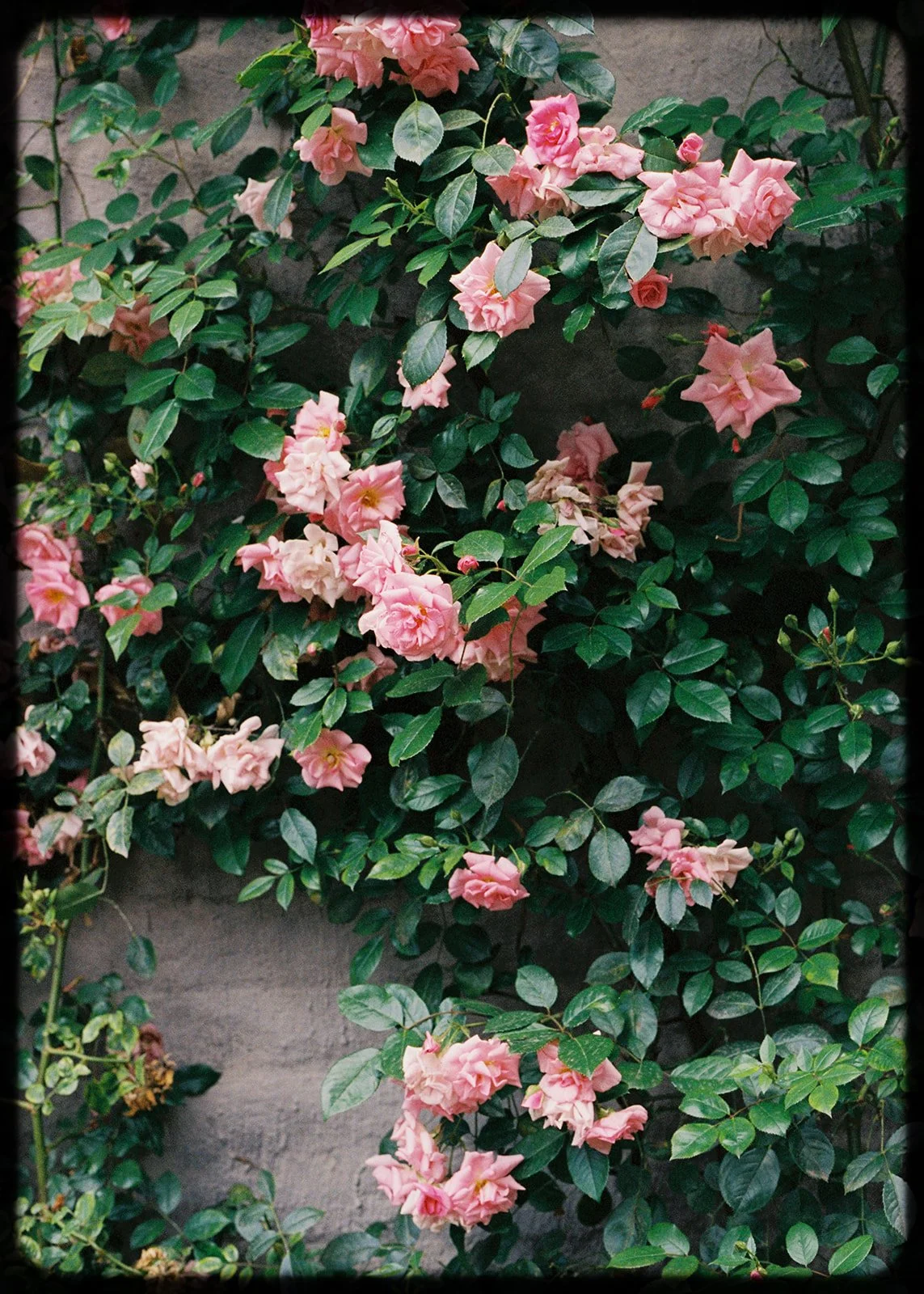 BRONTEMCVEIGH-MONAFARM-35MM-227_websize.jpg