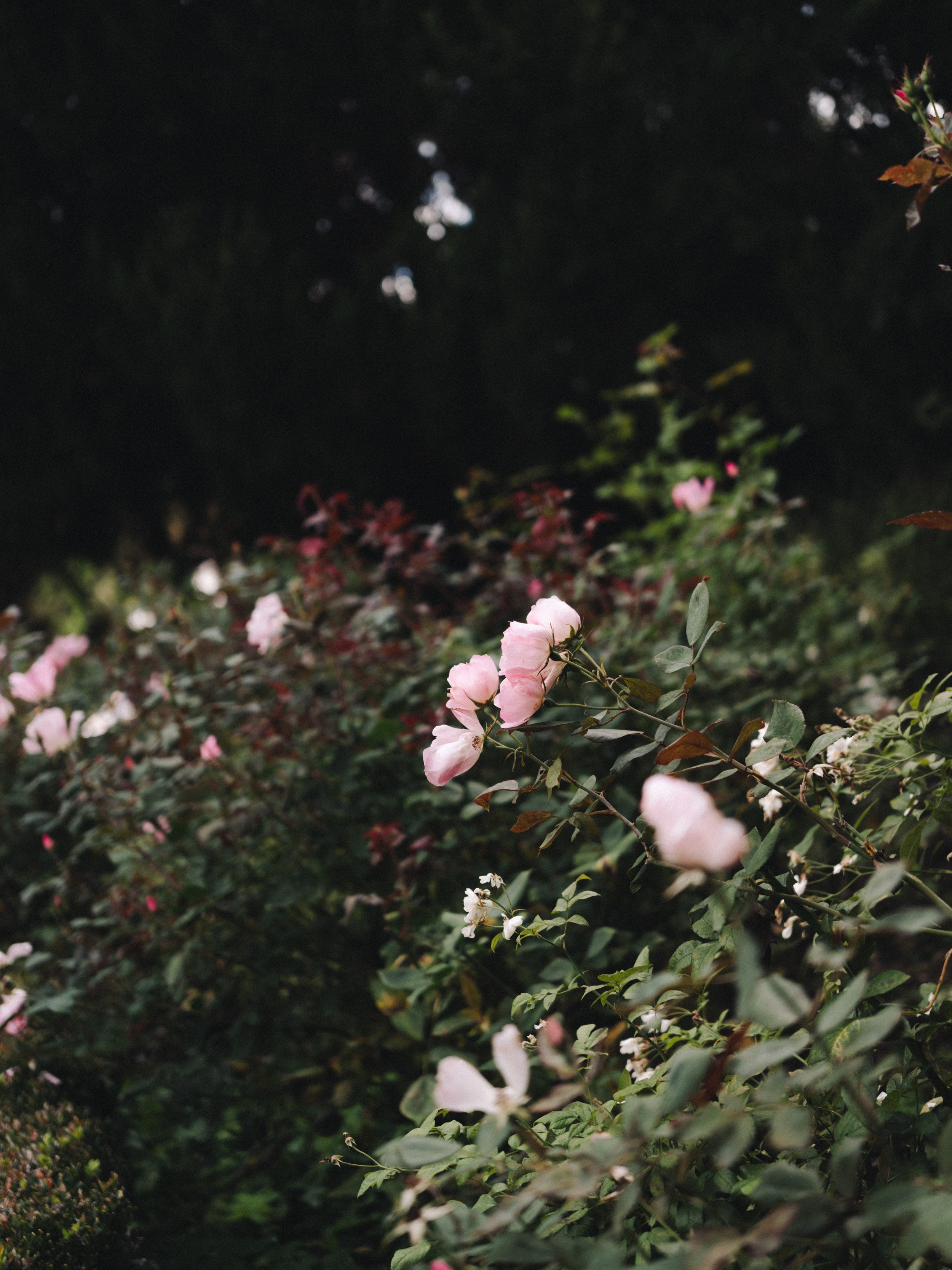 Yuliya & James-459.jpg
