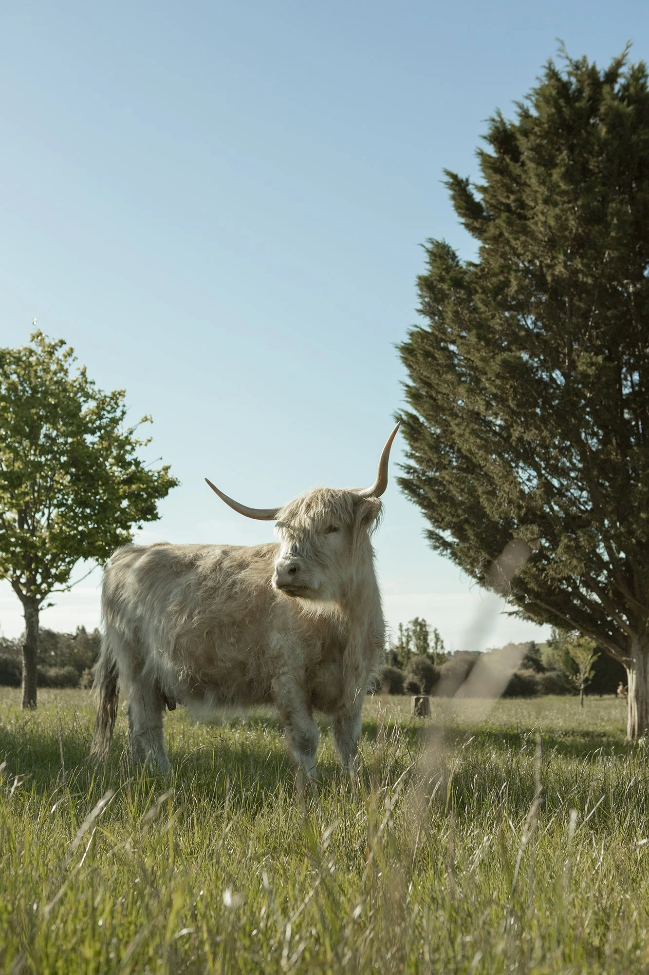 One of Mona Farm's iconic Scottish Highland Cow's.jpg