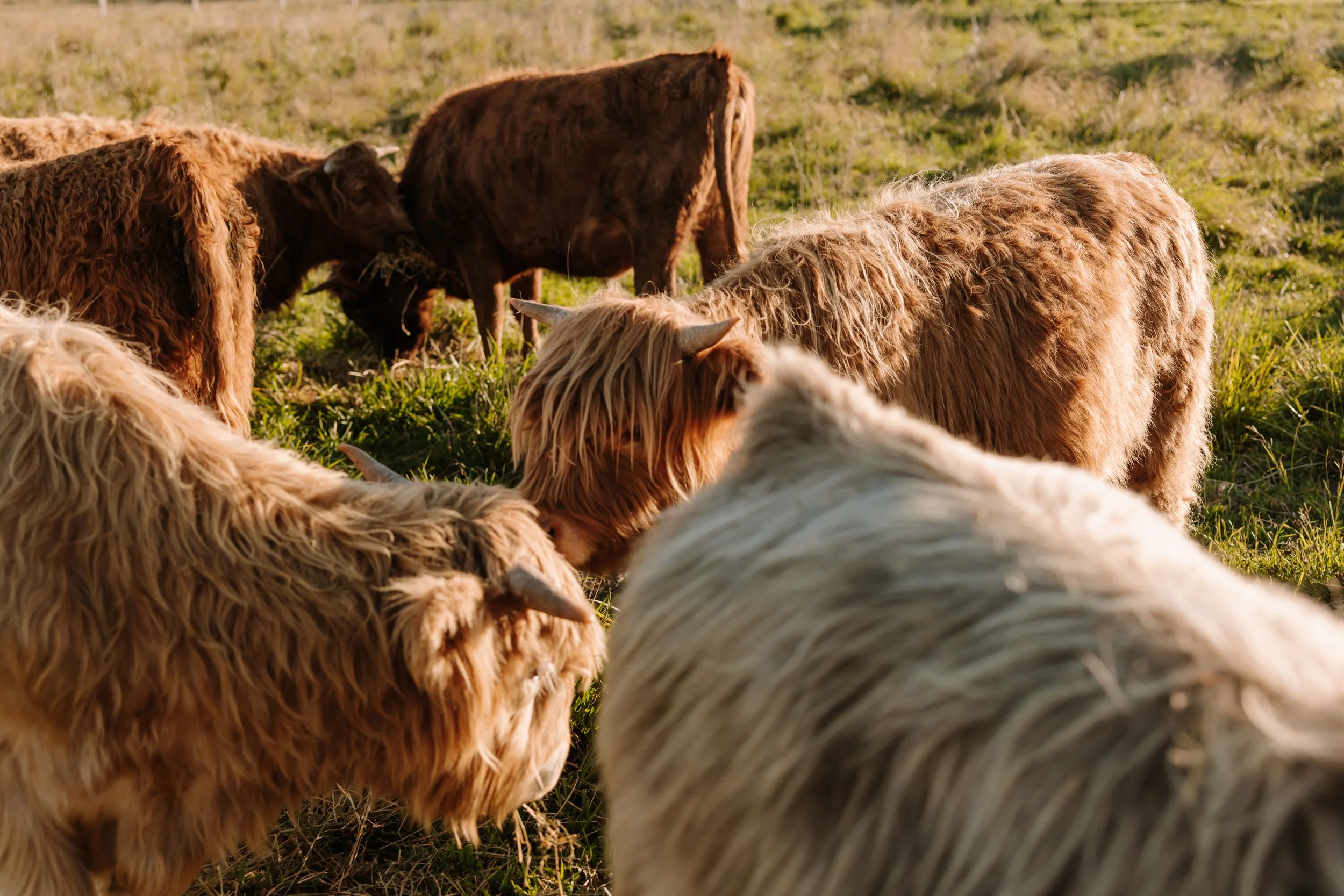 Cows (top).jpg